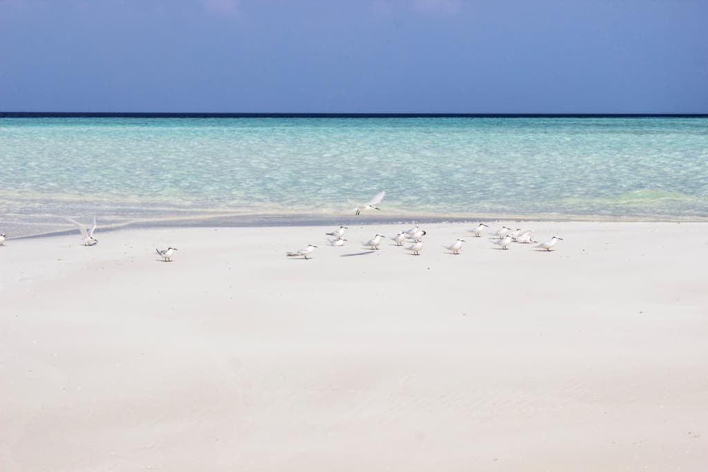 Holiday Grand Maldives Guest House - photo 2