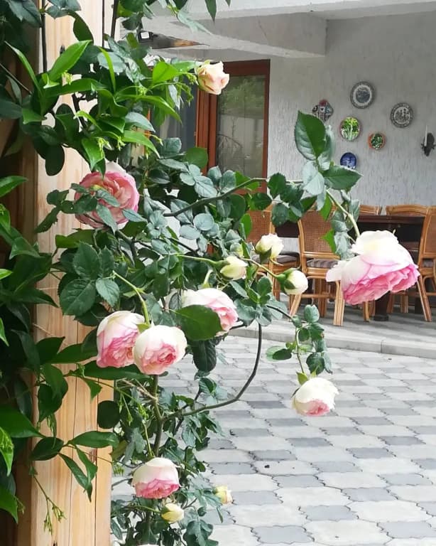 My Garden Guest House - photo 40