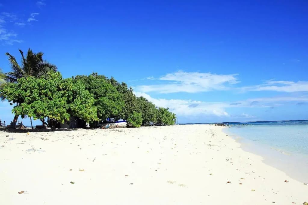 Tropic Tree Hotel Maldives - photo 15