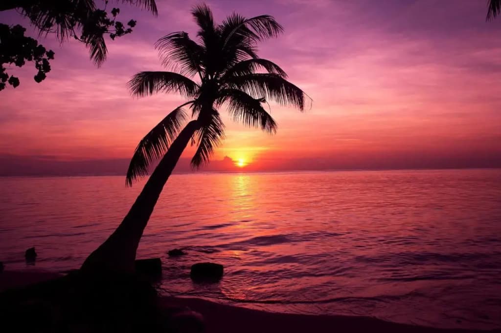 Tropic Tree Hotel Maldives - photo 13