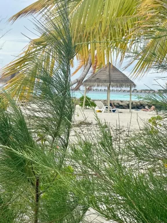 La Isla Tropica Hotel - photo 17