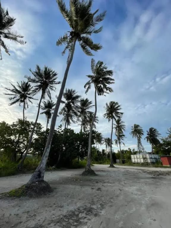 La Isla Tropica Hotel - photo 14