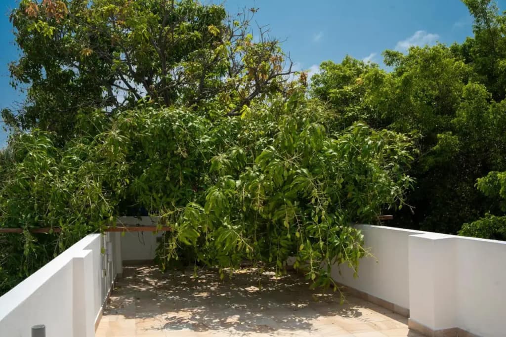 Tropical Biosphere Hotel - photo 37