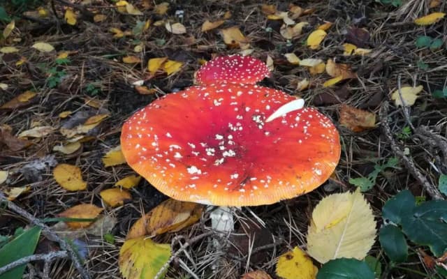 FeWo in Köpenick - photo 5