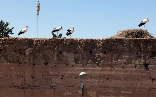 Stork Marrakech luxury Hostel - photo 4