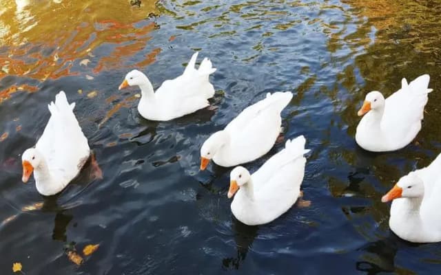 Romantic quiet studio on the canal - photo 2