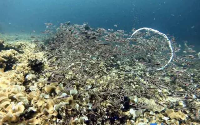 Cooldive Semporna - photo 3