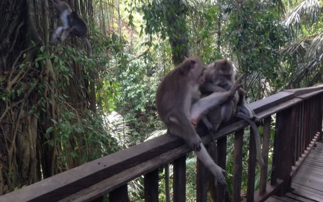 Mano House Ubud - photo 3