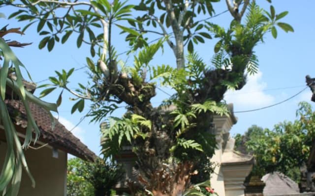 Ari House - photo 5