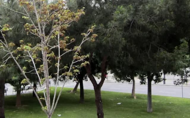 Cardenal Reig - photo 3