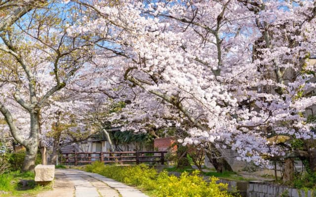 Yadoya Hiraiwa - photo 5
