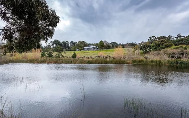 Green Olive at Red Hill - photo 3