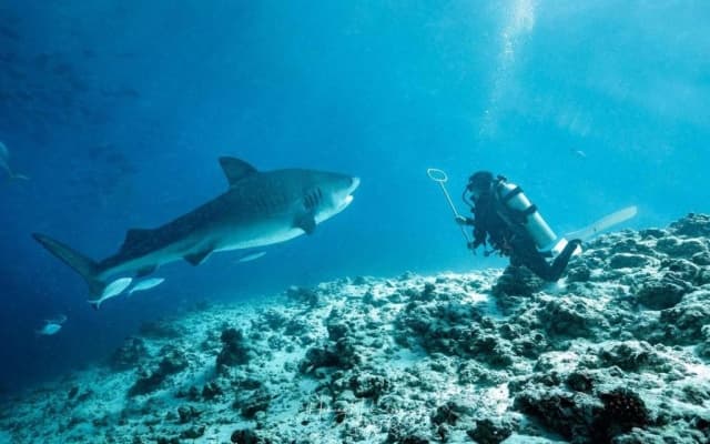 Tiger Shark Residence - photo 4