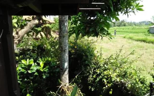 Majapahit Guest House Ubud - photo 5