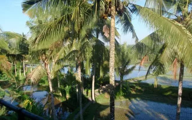 Toko Toko Bungalows - photo 2