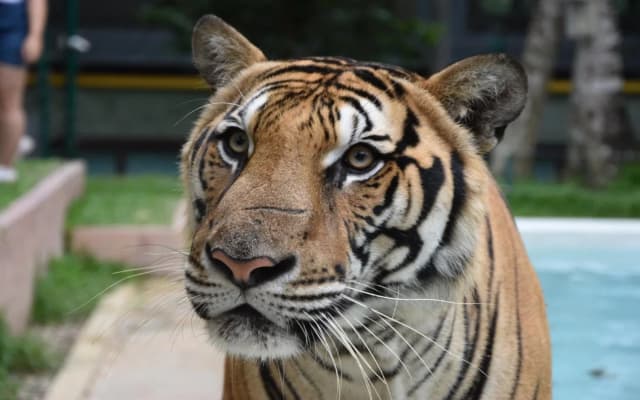 Telburi @ Phuket - photo 3