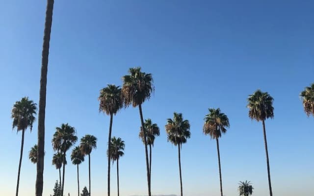 Palm Tree Inn - photo 4