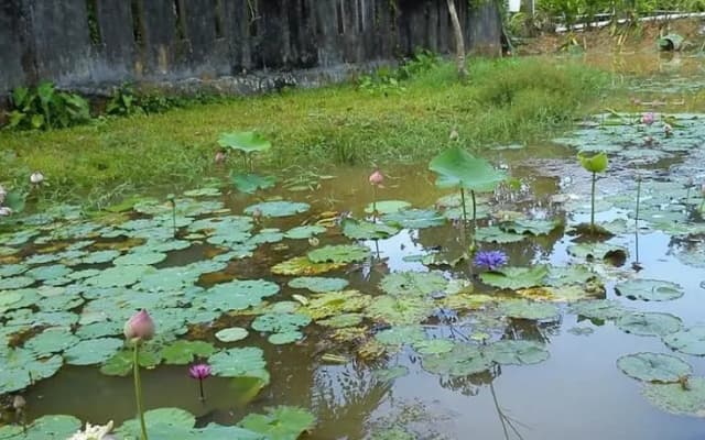Phupha Srirung Resort - photo 4