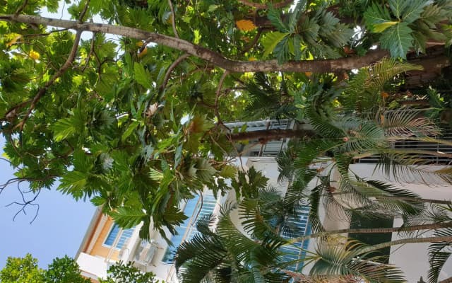Breadfruit - photo 2