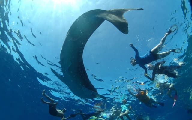 Rincodon Hotel Maldives - photo 5