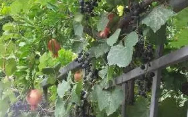 Summer Garden - photo 2
