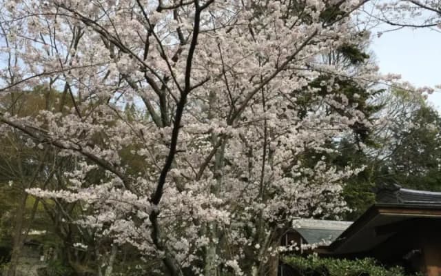Ryokan Uemura - photo 2