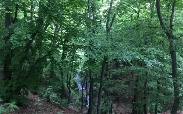 muxebshi - photo 3