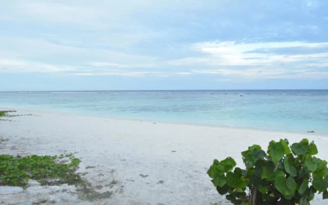 The Aquzz - photo 4