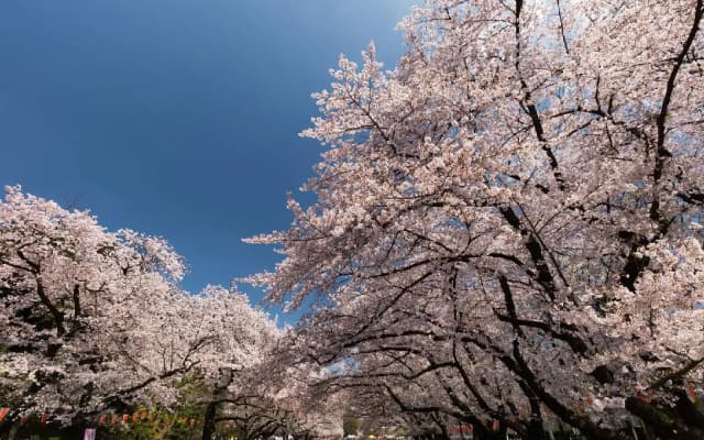 Kudan Kaikan - photo 2