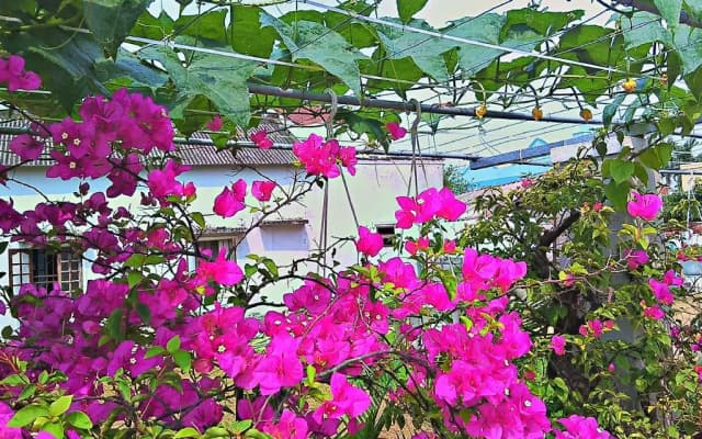 MS Tri House Homestay - photo 2