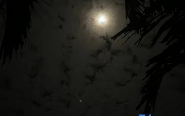 The Firefly Resort - photo 3
