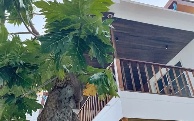 Fatims Beach House Maafushi Hotel - photo 3