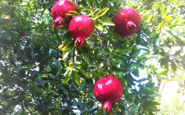 Granat Garden Aprtments - photo 4