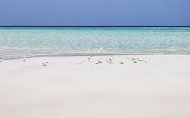 Holiday Grand Maldives Guest House - photo 2