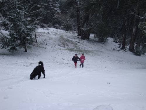 Shepheard - photo 13