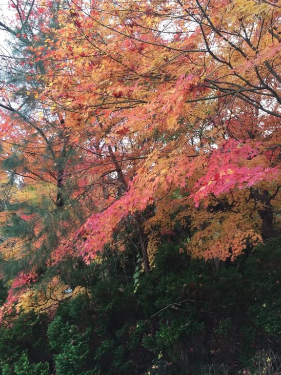Reimeien - photo 18