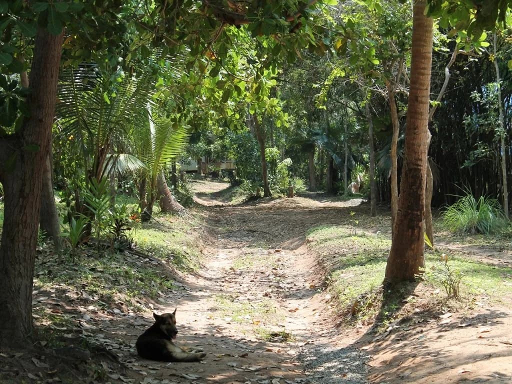 The Wild Side - photo 2