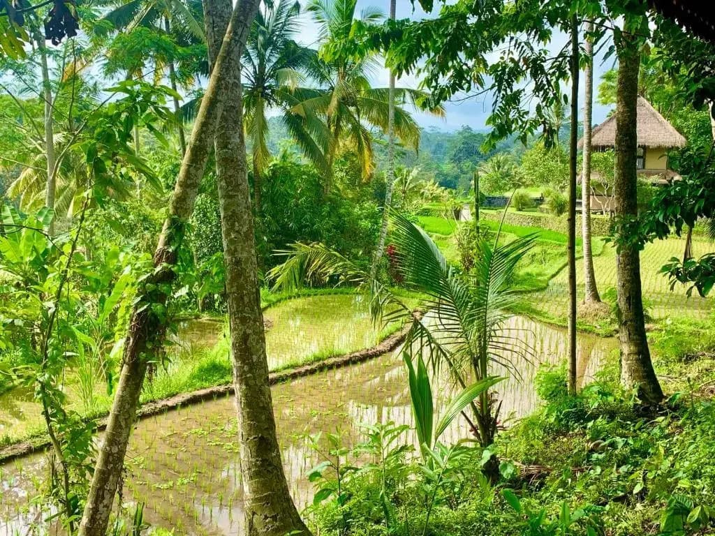 Masakali Retreat - photo 12