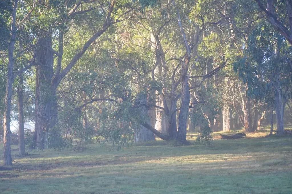 Tallawarra Homestead - photo 4