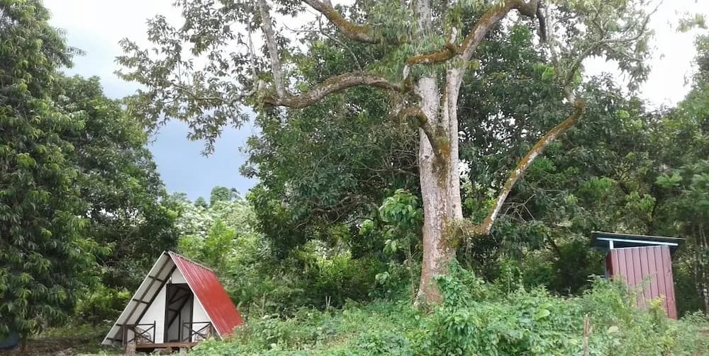 The Forest Cabin Taiping - photo 16
