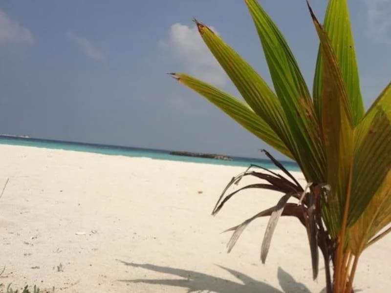 Variety Stay Guest House Maldives - photo 13
