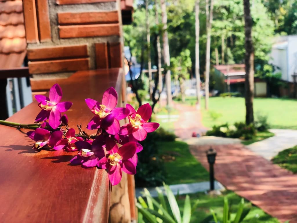 Doi Sao Phu Quoc - photo 12