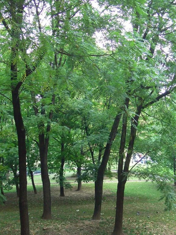 B&B del Parco Lambro - photo 16