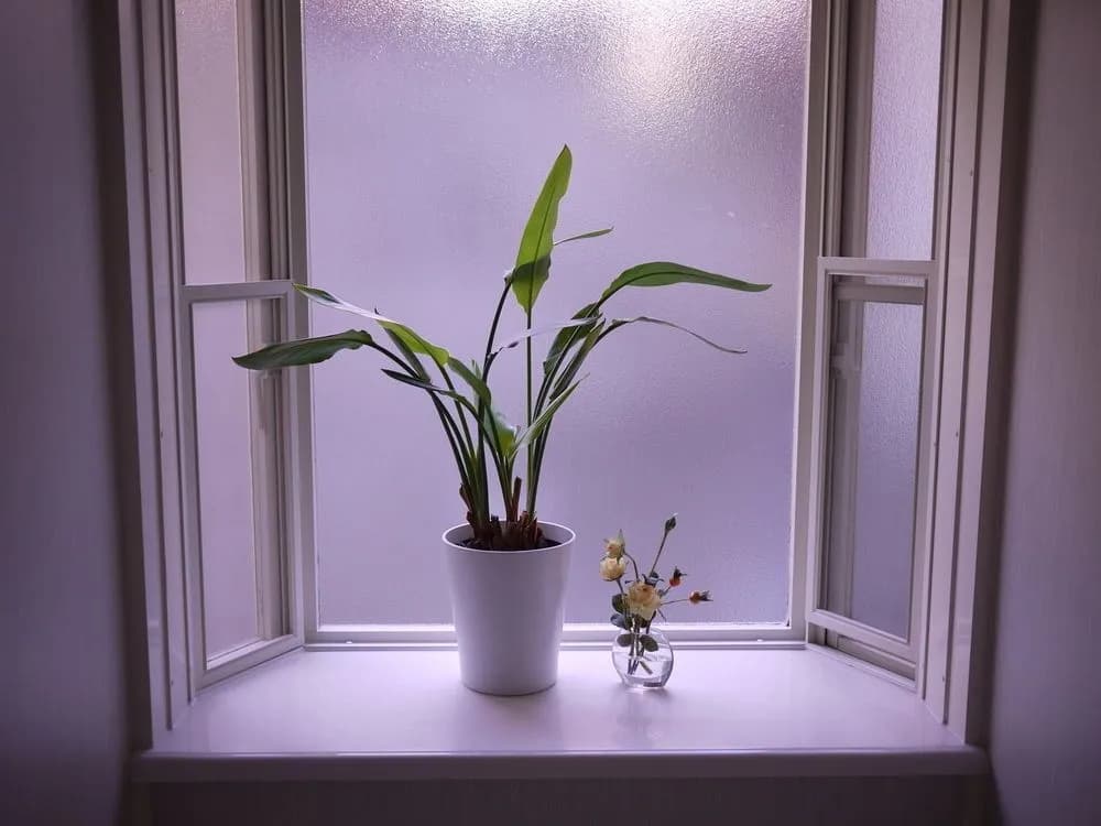 Shunju Shijo - photo 10