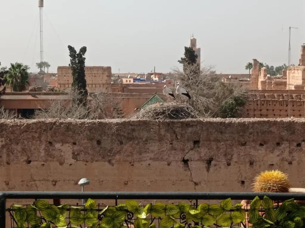 Stork Marrakech luxury Hostel - photo 3