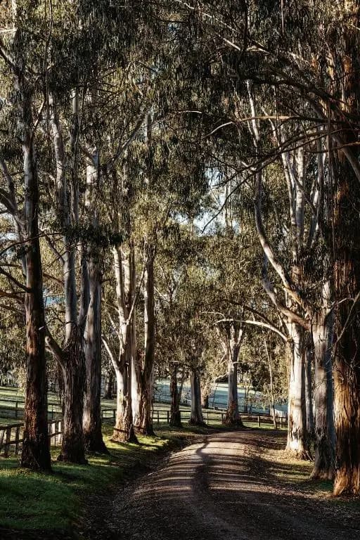 Kangaroo Manor - photo 3