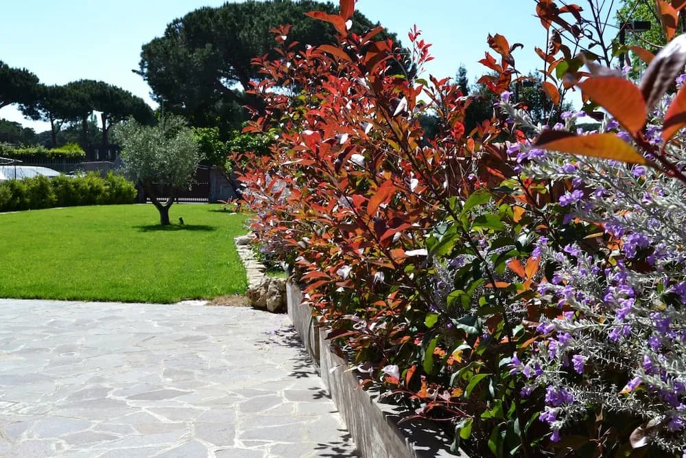 SinequaRoma - photo 23