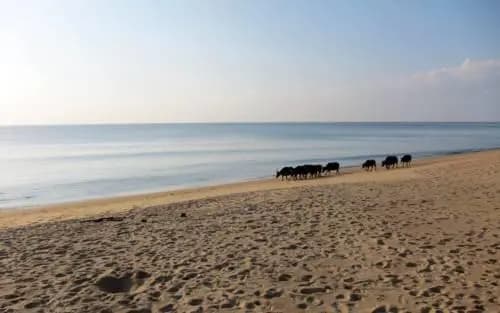 Mai Khao Beach House - photo 5