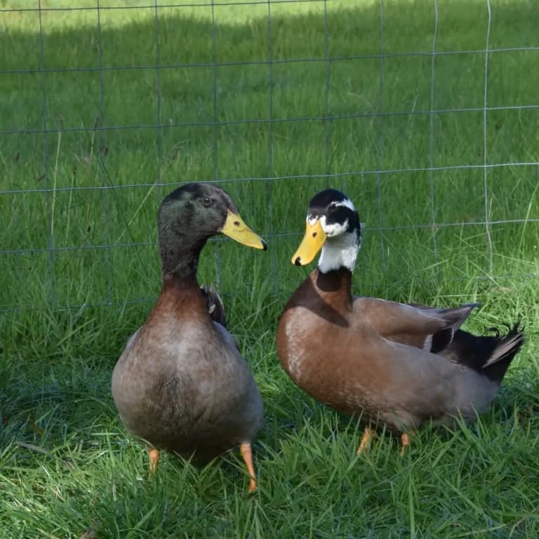 Heritage Farm - main photo
