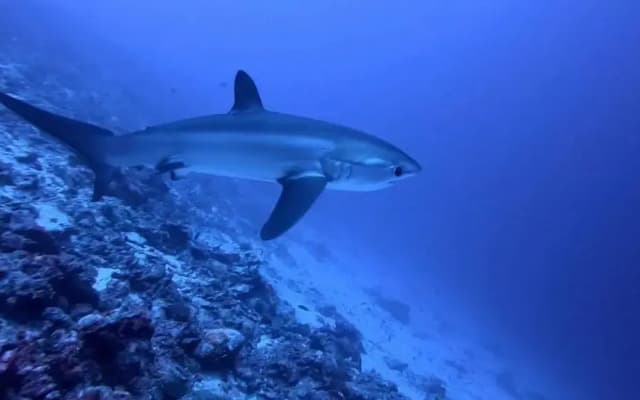 Tiger Shark Residence - photo 3